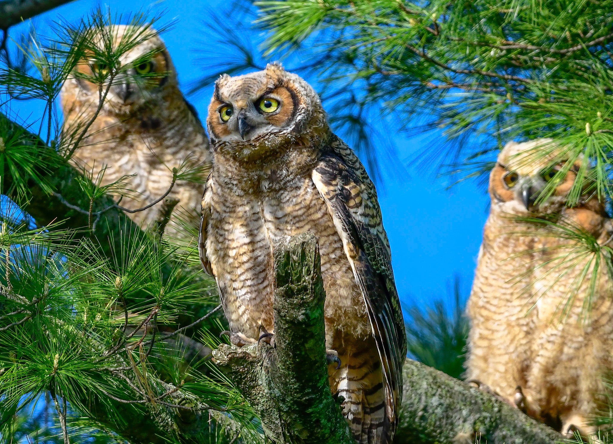 Three_owls_standing_on_a_tree_branch